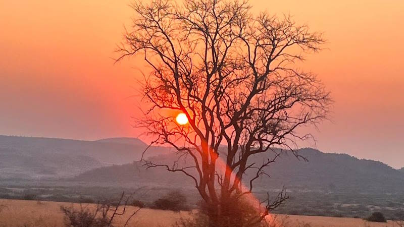 Fiery African savanna sunset with a lone tree silhouetted against the horizon