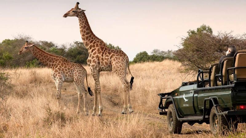 Giraffes spotted on a South African safari with game drive vehicle nearby